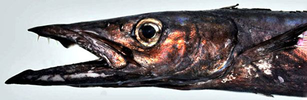 Nesiarchus nasutus_02.jpg